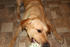 #547  Photograph of a Yellow Lab Playing Tug of War by Jamie Voetsch