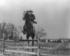 #7863 Picture of Roosevelt on Horse, Jumping Over Fence by JVPD