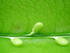 #95 Close-up Picture of Edible Snow Peas by Kenny Adams