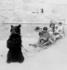 #9832 Picture of a Bear Pulling a Sled by JVPD