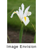 White Iris Flower