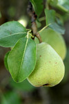 Pear in a Tree