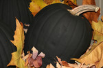 Black Halloween Pumpkin