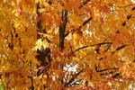 Deciduous Tree in Fall with Orange Leaves