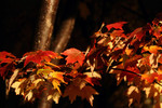 Maple Tree Leaves in Fall Color