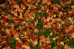 Fallen Maple Tree Leaves On Grass