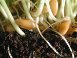 Wheat Grass, Seeds, Roots, and Soil