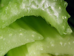 Celery Stalk Closeup