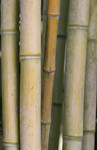 Thick Bamboo Stalks