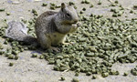 Ground Squirrel Eating