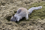 Ground Squirrel Digging