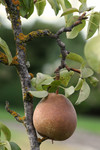 Pear on a Pear Tree