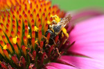 Bee Pollination on a Purple Magnus Coneflower