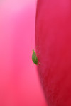 Aphid On a Pink Tulip Flower