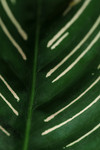 Calathea Ornata Plant