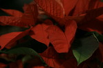 Mexican Flame Leaf Poinsettia Plant