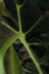 Plant: African Mask (alocasia x amazonica) Leaf
