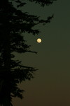Full Moon in the Night Sky with an Evergreen Tree
