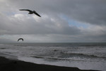 Gulls Flying at Brookings Beach, Oregon