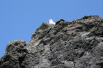 Seabird on a Rock at the Oregon Coast