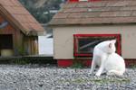 White Feral Cat Biting at Fleas near Gold Beach, Oregon