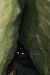 Black Cat Hiding in Jetty Rocks