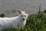White Feral Cat in Grass Beside Ocean Water