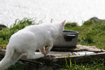 White Feral Cat Walking Towards a Water Dish