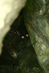 Black Cat Hiding Behind Rocks