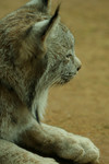 Canada Lynx on Dirt