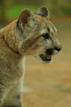 Young Cougar Closeup