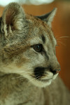 Close-up Cougar Portrait