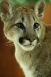 Young Cougar Portrait
