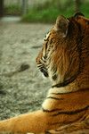 Royal Bengal Tiger Side-Shot