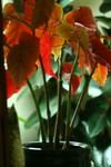 Red Leaves of an Angel Wing Begonia Plant