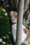 Cat in a Tree Looking for Birds