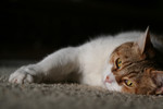 Tired Cat Laying On Carpet Floor