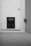Cat in a Hallway