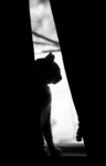 Cat Sitting On a Windowsill Behind Drapes