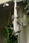 Golden Finches Eating from a Bird Feeder