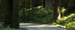 Country Road Through Redwoods