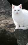 White Cat Sitting on a Cliff