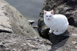 White Cat Sitting on an Ocean Jetty