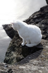 White Ocean Cat Looking Down from a Jetty