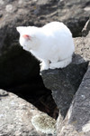 White Cat on a Cliff