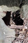 Two Black Stray Kittens Playing
