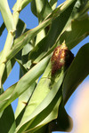 Corn Plants Showing Ear