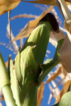 Corn Ear Against Blue Sky