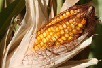 Sweet Corn On the Cob