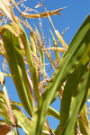 Corn Plant Leaves